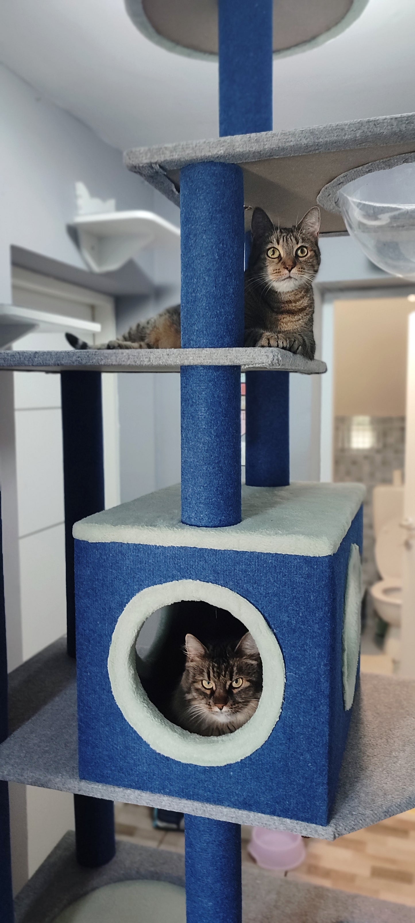 Empire Cat Building