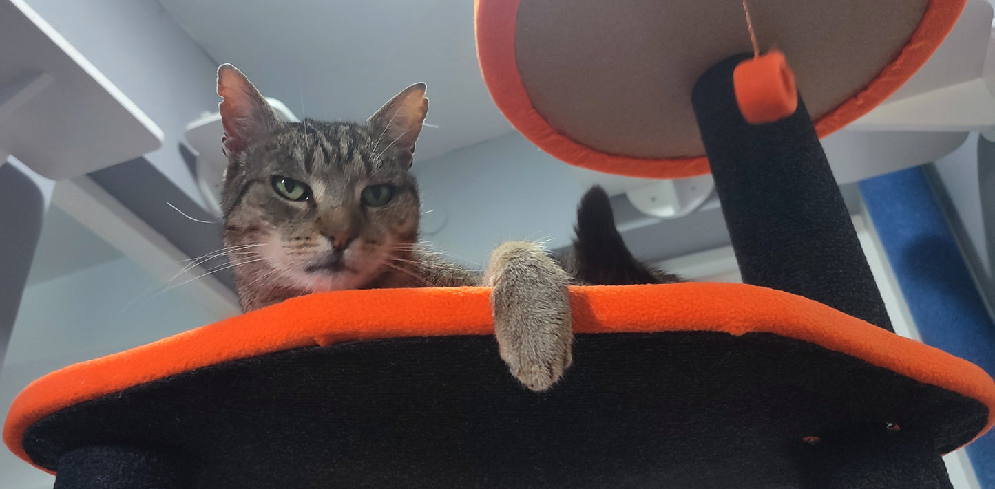 Grebalica Toby Orange