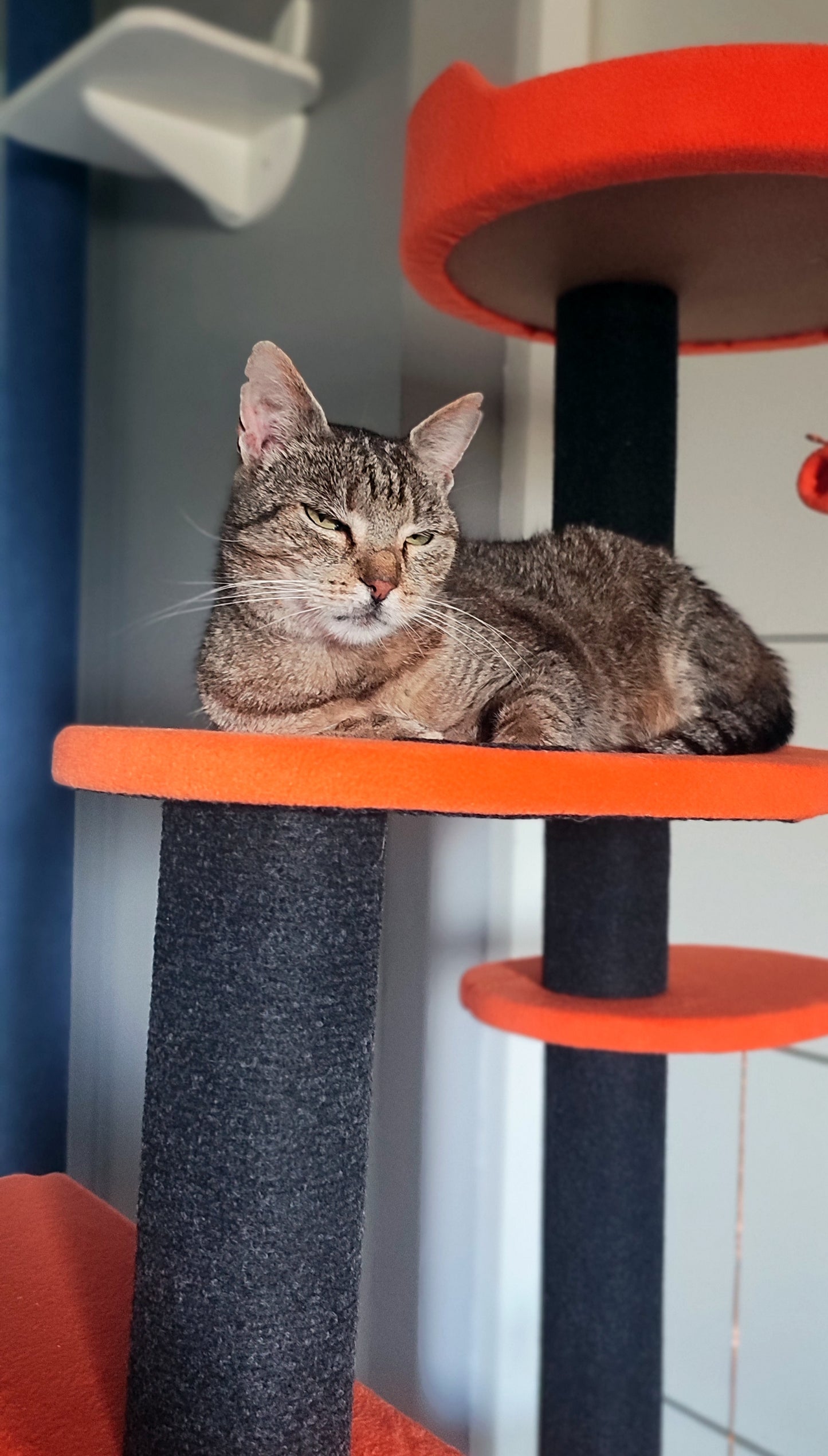 Grebalica Toby Orange