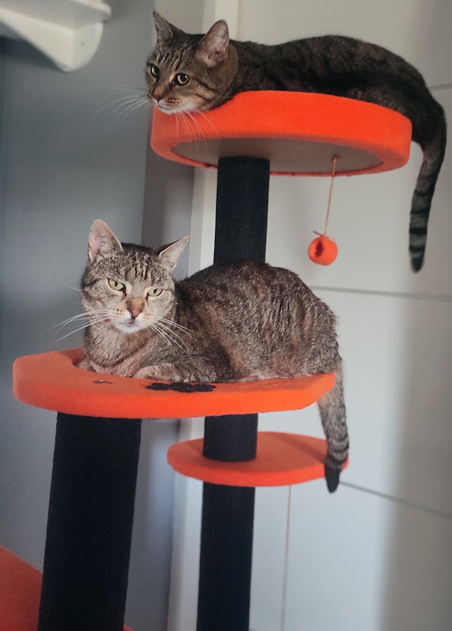 Grebalica Toby Orange