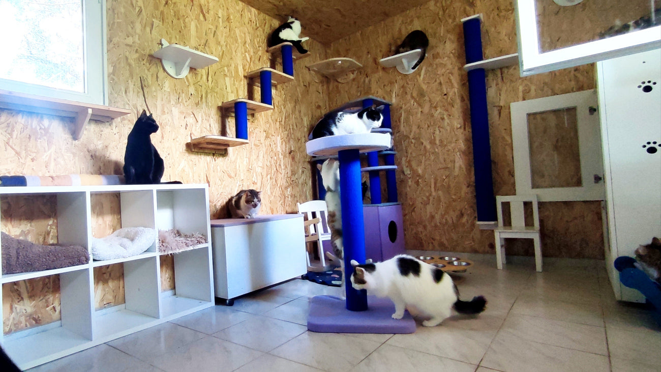 MICMAO RAMBO SAFE HOUSE FOR CATS