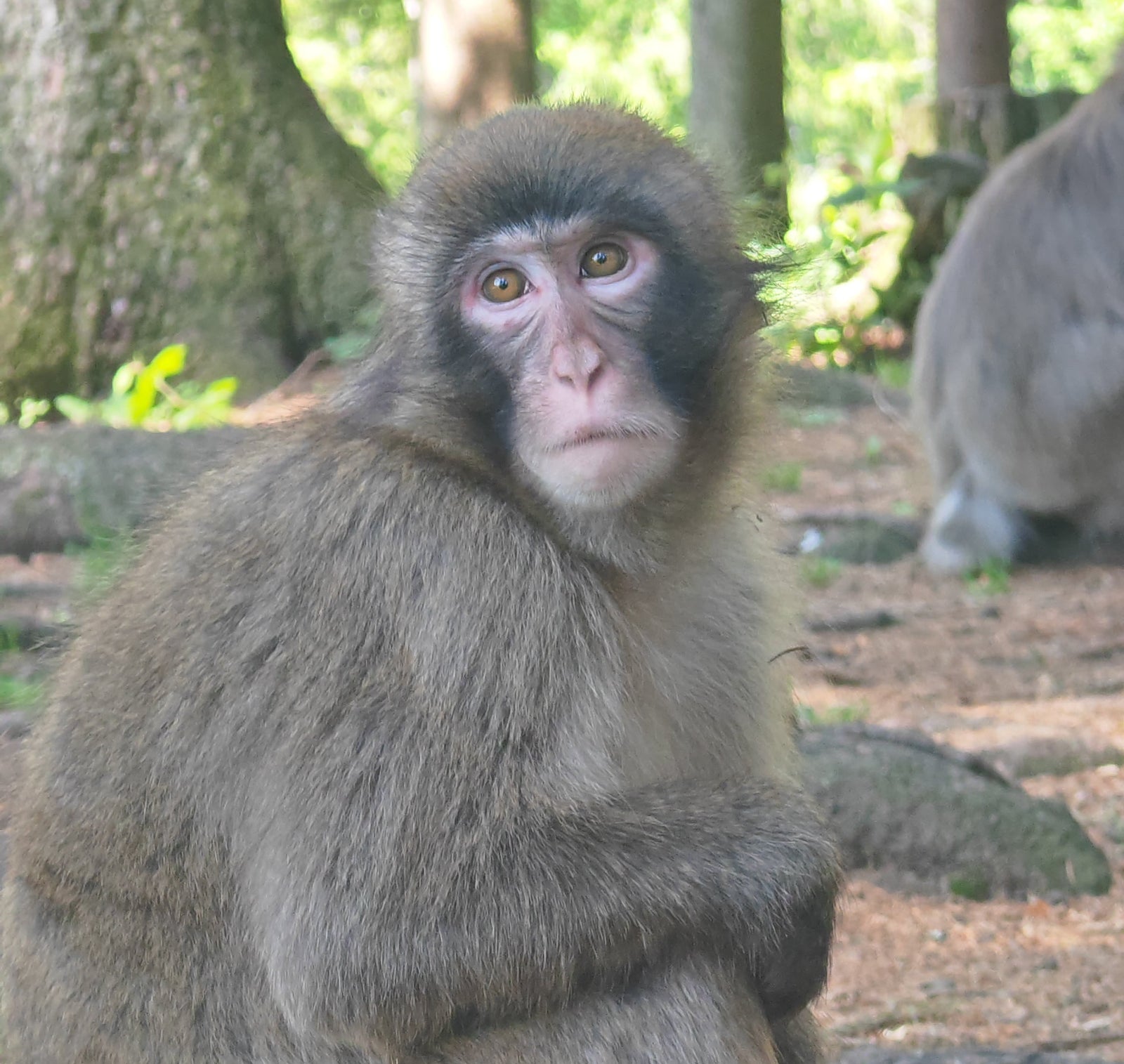 Planina Majmuna